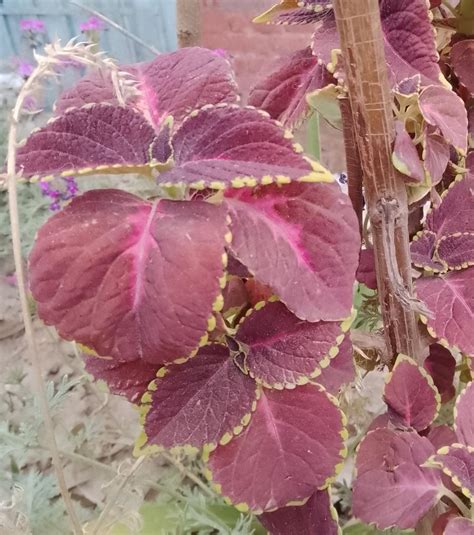 what is name of this - Brainly.in