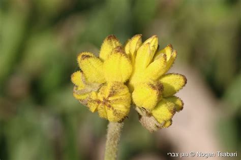 Conostylis candicans - Grey Cottonhead, קונוסטיליס מלבין, חרוטן מאפיר ...