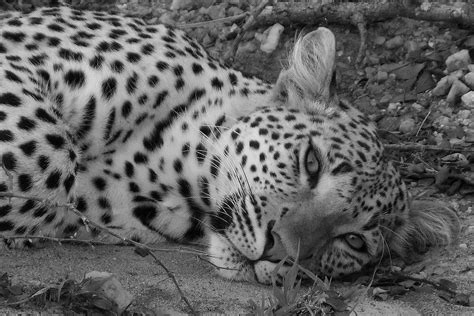 MP: 3-Year-Old Leopard Run Over By Speeding Vehicle In Bhind