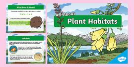 KS1 All About Plant Habitats PowerPoint