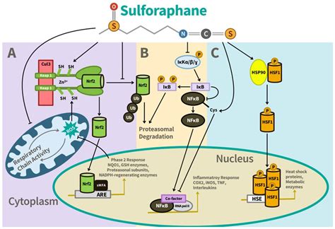 Sulforaphane and Brain Health: From Pathways of Action to Effects on ...