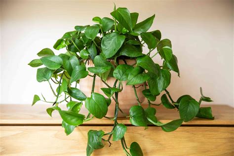 Pothos Plant