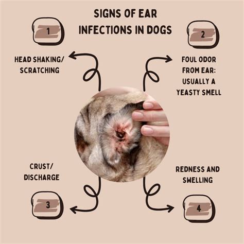 Dog Ear Mites Vs Yeast Infection - symptoms of ear mites in dogs