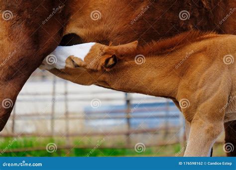 Closeup of foal nursing stock photo. Image of horse - 176598162
