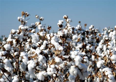 Next generation GM seed: Case for transformation of Indian cotton ...
