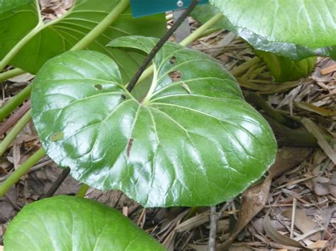 Virtual Plant Collection: Giant Leopard Plant
