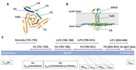 Viral and Host Factors Regulating HIV-1 Envelope Protein Trafficking ...