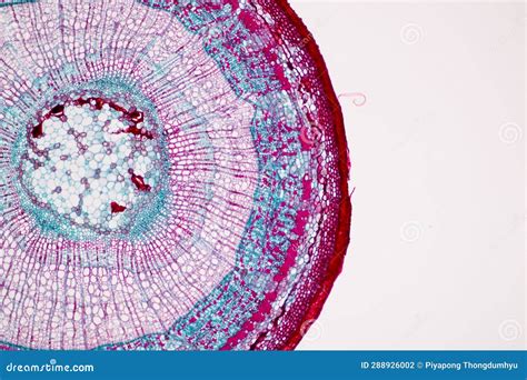 Image result for Different Tissues Under Microscope