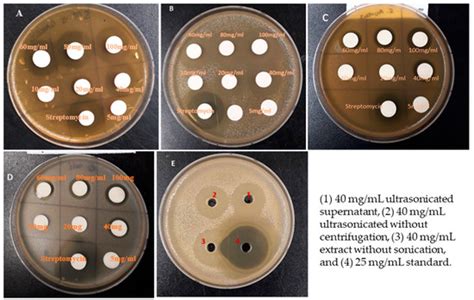 Antibacterial Activity of Nanoparticles of Garlic (Allium sativum ...