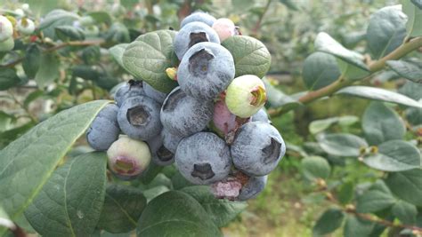 蓝莓的种植方法和技术 - 花百科