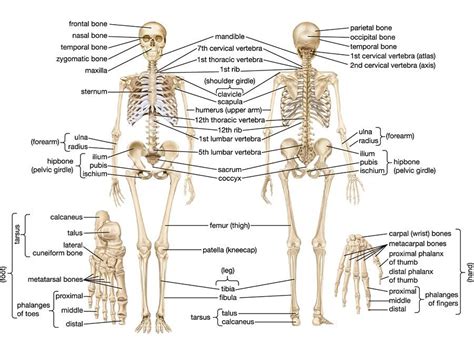 Image result for Human Skeleton Function