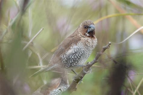 Scaly-breasted Munia - ZooChat