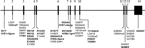 Image result for RPE Hexagonal Structure