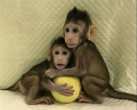 集齐这两只猴宝宝，就可以克隆一个“我”？