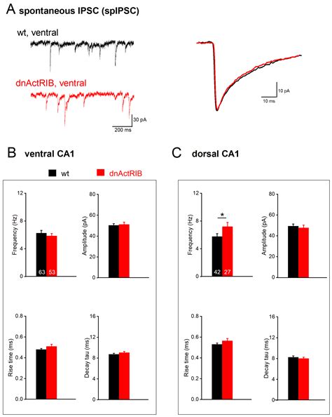 Dorsal–Ventral Gradient of Activin Regulates Strength of GABAergic ...