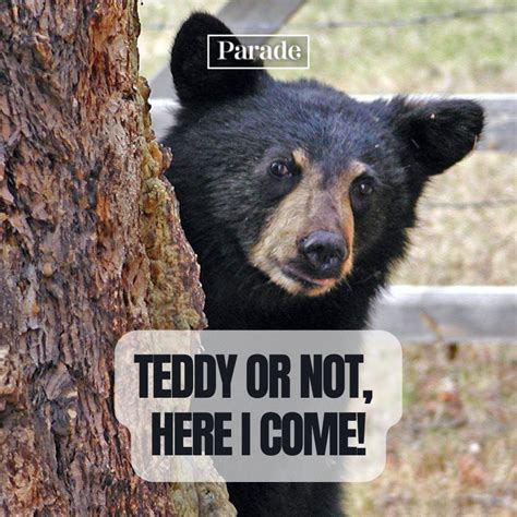 75 Bear Puns and Jokes That Are Wildly Funny - Parade
