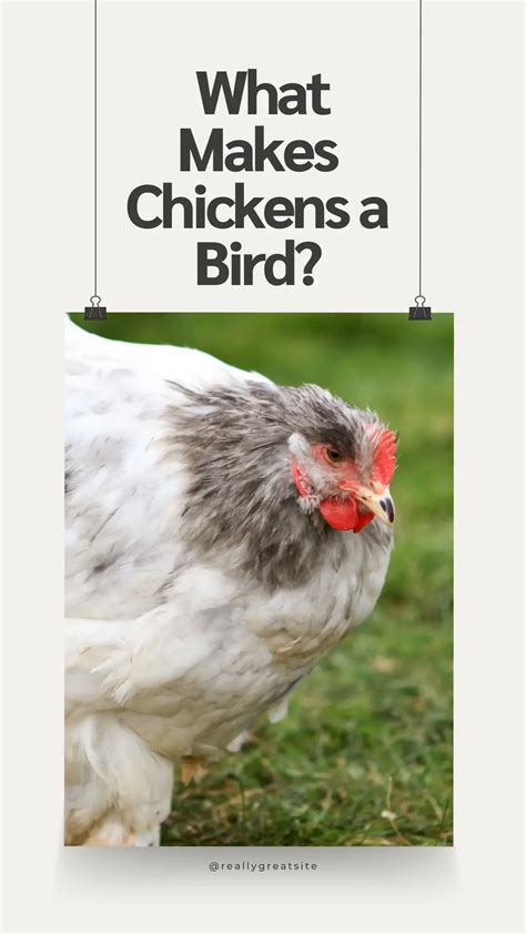 Are Chickens Mammals Or Birds Or Reptiles?
