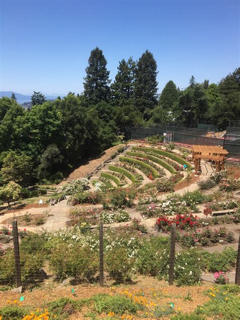 Berkeley Municipal Rose Garden in Berkeley Hills - Tours and Activities ...