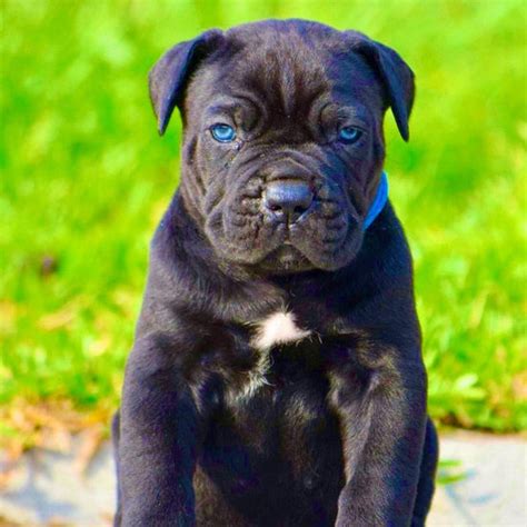 Cane Corso Puppies for sale in Delhi NCR | India | Dav Pet Lovers