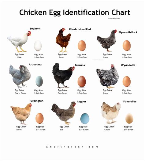 Chicken Egg Identification Chart | Egg Comparison