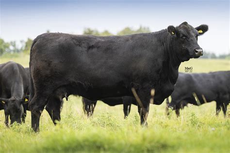 Skipton Sale report - Aberdeen-Angus Cattle Society