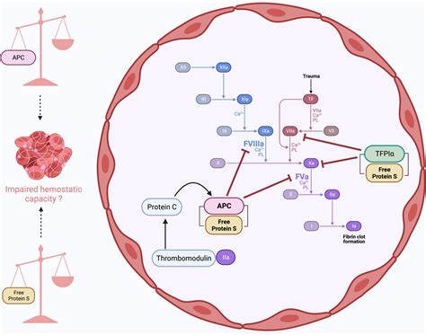 Activated protein C and free protein S in patients with mild to ...