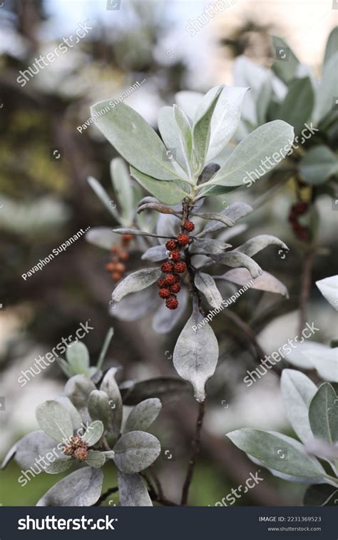 Image result for Computer Desktop Screen