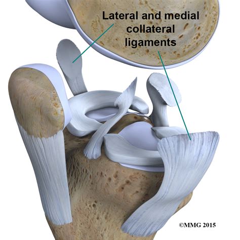 Physical Therapy in California South Bay for Knee - Anatomy