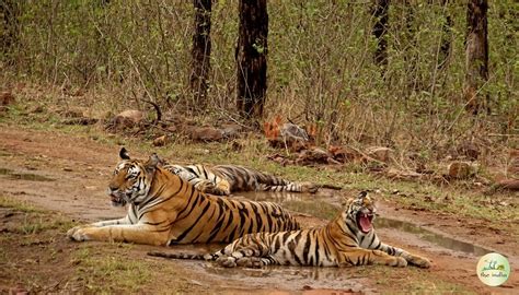 Panna National Park - Popular Tiger Reserve in Madhya Pradesh