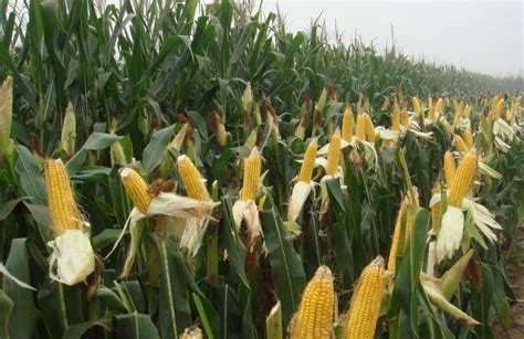 玉米高产栽培技术