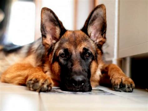 Pas vraćen vlasnicima dvije godine nakon što je ukraden – Hercegovina.in