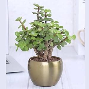 Original Crassula Ovata Kuberakshi | Jade Vastu Plant | Lucky Indoor ...