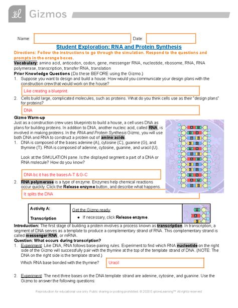 Student Exploration Rna And Protein Synthesis