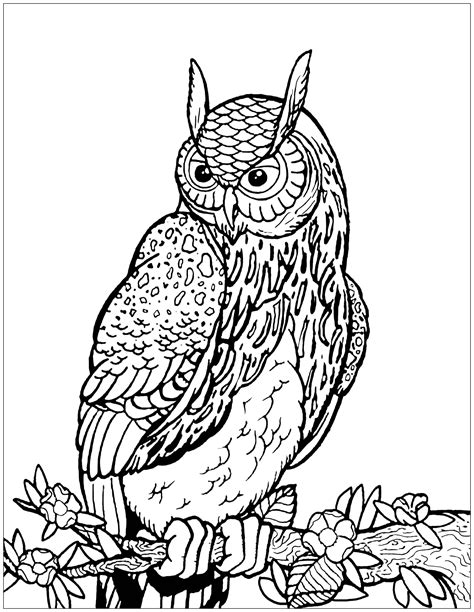 Printable Coloring Pages Owls