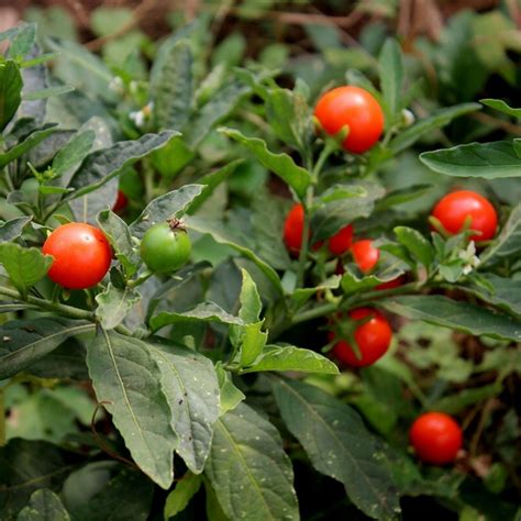 Ashwagandha - Indian Ginseng Seeds (Withania Somnifera) Ashwagandha - Indian Ginseng Seeds ...
