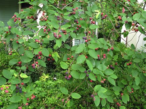 Image result for Serviceberries Tree