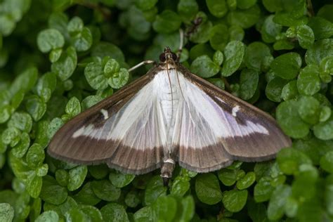 Image result for Box Tree Moth Control