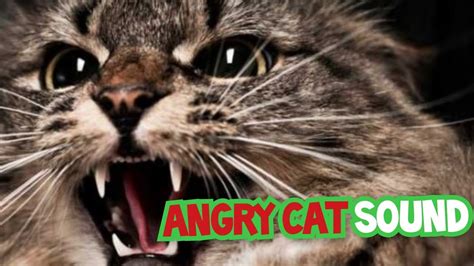 Image result for Angry Cat Sound Variations