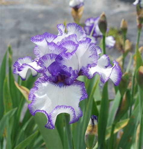 Iris Bouquet