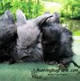 Image result for French Angora Baby Bunnies