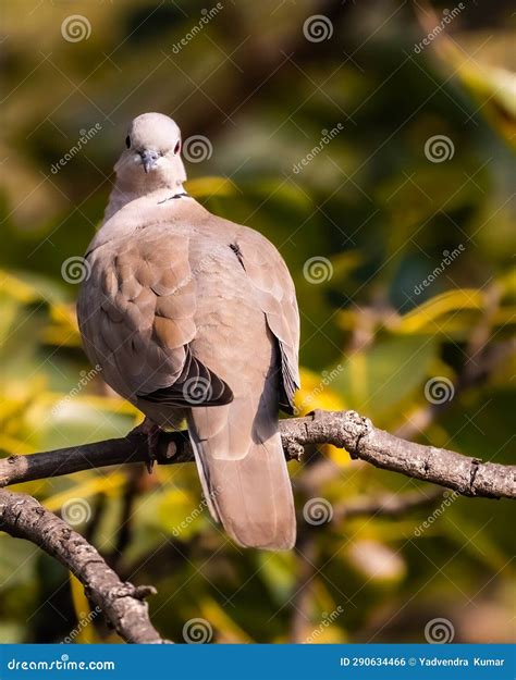 Collared Dove In Spanish at Rebecca Bowens blog