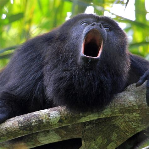TAMARINDO ESTUARY: KAYAK MONKEY TOUR (2026) All You Need to Know BEFORE ...