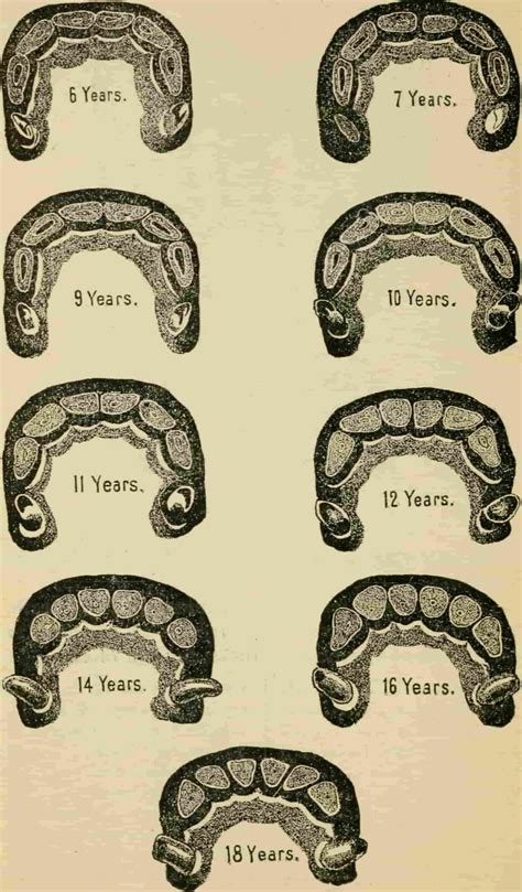 How Long Do Horses Live: We Analyzed And Learn Horse Lifespan