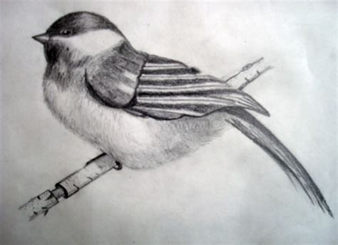 Image result for Bird Drawing Shading