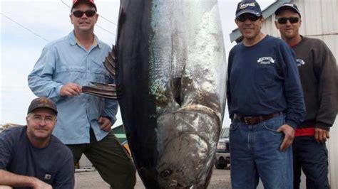 What is the biggest fish caught by the Wicked Tuna cast? | The US Sun