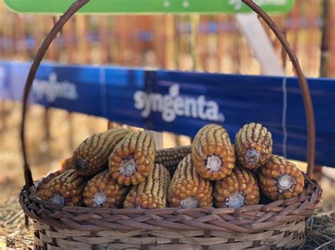 Syngenta Office Photos | Glassdoor