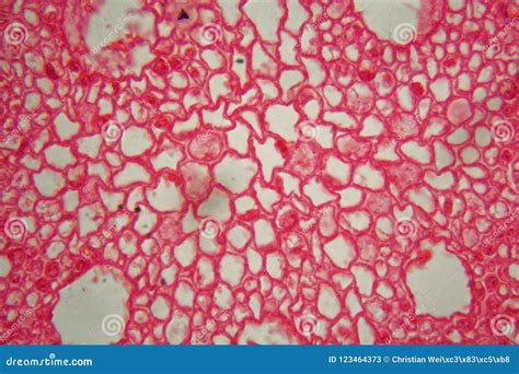 Zea Root Tip, Maize Plant Root, Longitudinal Section, Light Micrograph ...