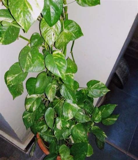 Plant Sapling - Buy Outdoor & Indoor Plants Online in India | Shopsy