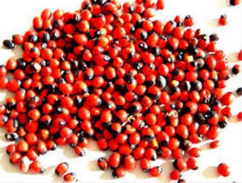 Heilen Biopharm Gunja Seed Powder (Abrus precatorius)