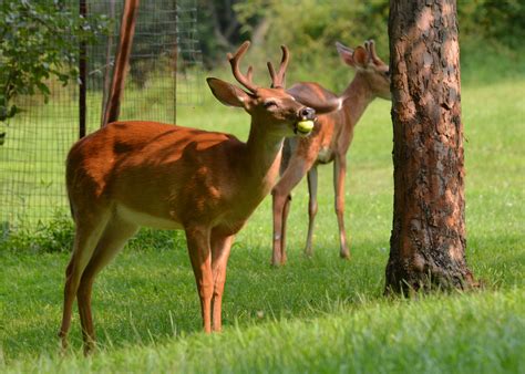 Whitetail Deer Eating Apples
